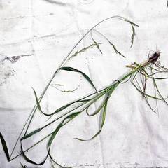 Festuca extremiorientalis