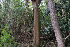 Erythrina ×sykesii