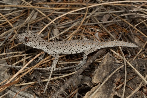 Eastern Spiny-tailed Gecko, Strophurus williamsi