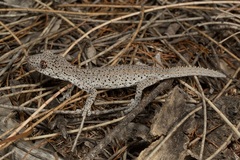 Strophurus williamsi