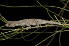 Strophurus williamsi