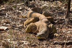 Varanus panoptes