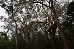 Erythrina ×sykesii