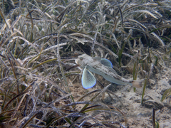 Chelidonichthys lucerna