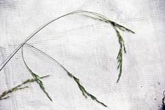 Festuca extremiorientalis