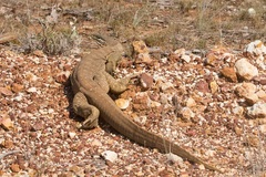 Varanus panoptes