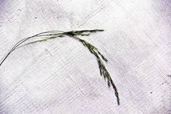 Festuca extremiorientalis