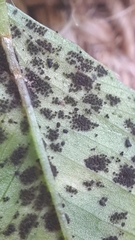 Polythrincium trifolii