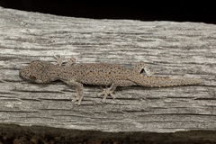 Strophurus williamsi