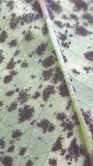 Polythrincium trifolii