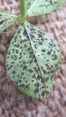 Polythrincium trifolii