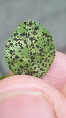 Polythrincium trifolii