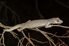 Strophurus williamsi