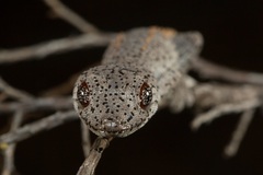 Strophurus williamsi