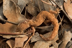 Rhynchoedura ormsbyi