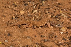 Rhynchoedura ormsbyi