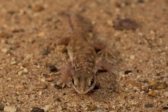 Rhynchoedura ormsbyi