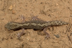 Diplodactylus vittatus