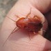 Red Goblin Roach - Photo (c) Matthew Connors, some rights reserved (CC BY-NC), uploaded by Matthew Connors