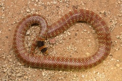 Brachyurophis australis