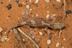 Lucasium steindachneri