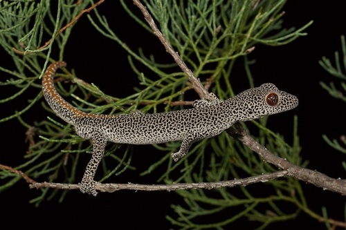 Golden-tailed Gecko, Strophurus taenicauda