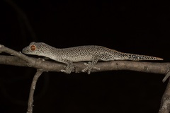 Strophurus taenicauda