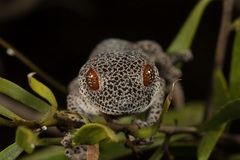 Strophurus taenicauda