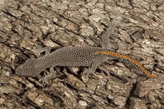 Strophurus taenicauda