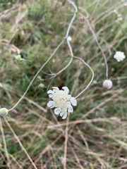 Scabiosa ochroleuca