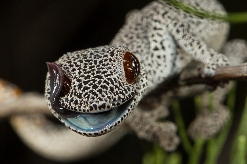 Golden Spiny-Tailed Gecko