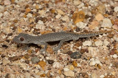 Strophurus taenicauda
