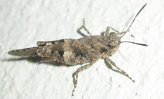 Trilophidia