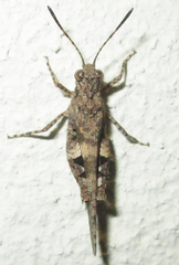 Trilophidia