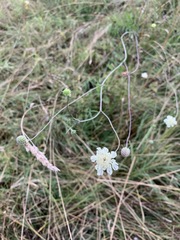 Scabiosa ochroleuca