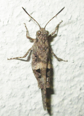 Trilophidia