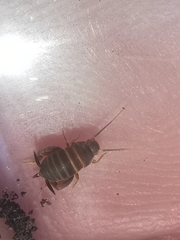 Myrmecophilus fuscus