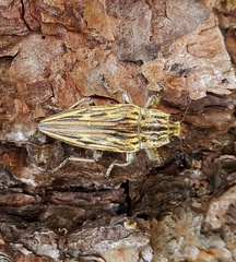 Chalcophora japonica