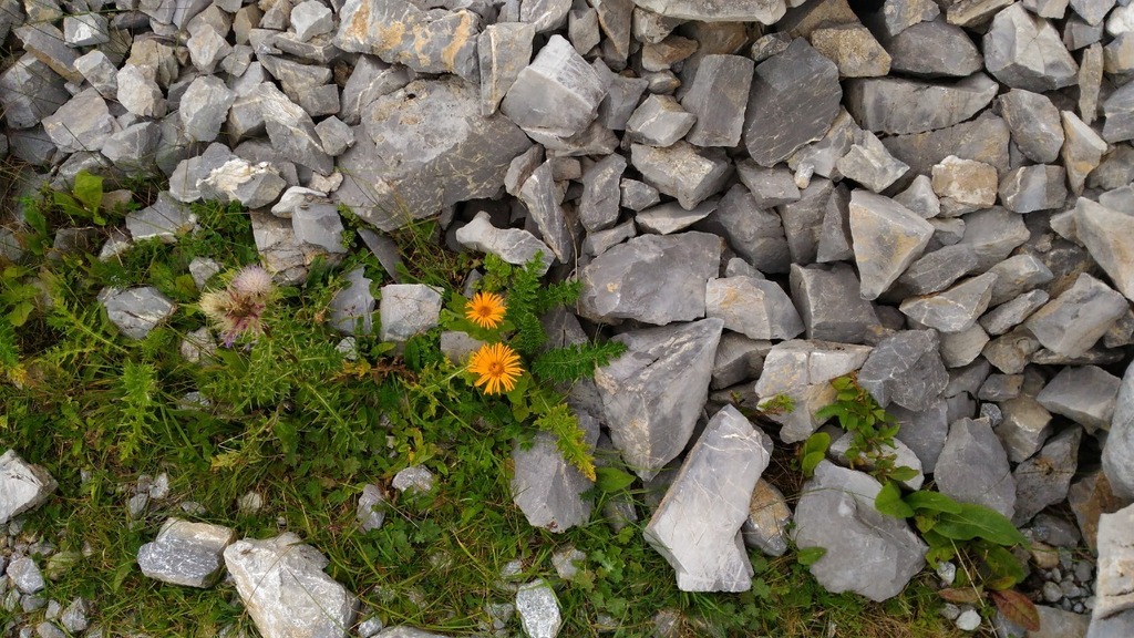 Eastern fleabane from 369152