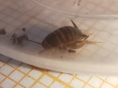 Myrmecophilus fuscus