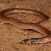 Unbanded Shovel-nosed Snake - Photo (c) dhfischer, some rights reserved (CC BY-NC), uploaded by dhfischer
