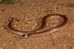 Brachyurophis incinctus