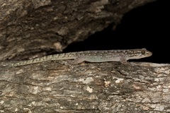 Gehyra dubia