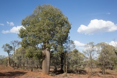 Brachychiton rupestris