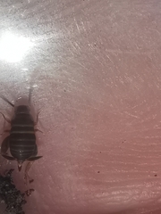 Myrmecophilus fuscus