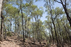 Cadellia pentastylis