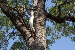 Cadellia pentastylis