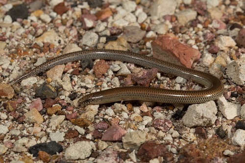 Eastern Robust Slider, Lerista punctatovittata