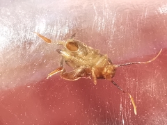 Myrmecophilus fuscus