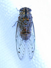 Cicada barbara lusitanica